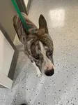 An adult medium-sized male Mixed Breed dog named Stanley A for adoption in Sherman, TX