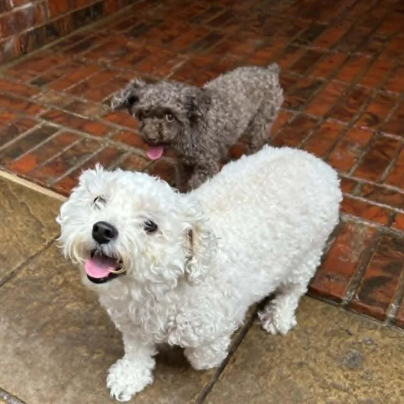 An adult small-sized female White / Cream Poodle (Toy) dog named Lizzie Mae for adoption in Houston, TX