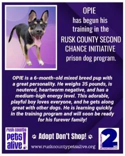 A young medium-sized male Shepherd dog named Opie for adoption in Henderson, TX