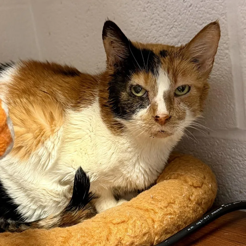 A senior small-sized female Calico Domestic Short Hair cat named London for adoption in Middleburg Heights , OH