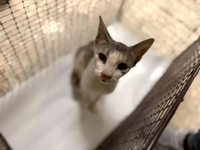 A young small-sized female Domestic Short Hair cat named Dina for adoption in Miami, FL