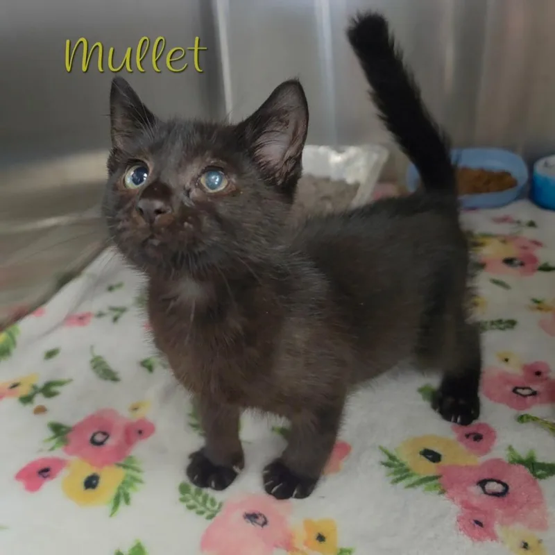 A baby small-sized male Black Domestic Short Hair cat named Mullet for adoption in Parkersburg, WV