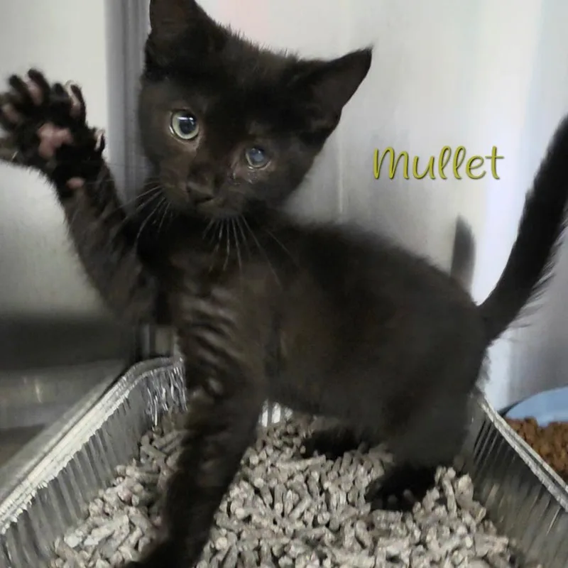 Mullet thumbnail 2