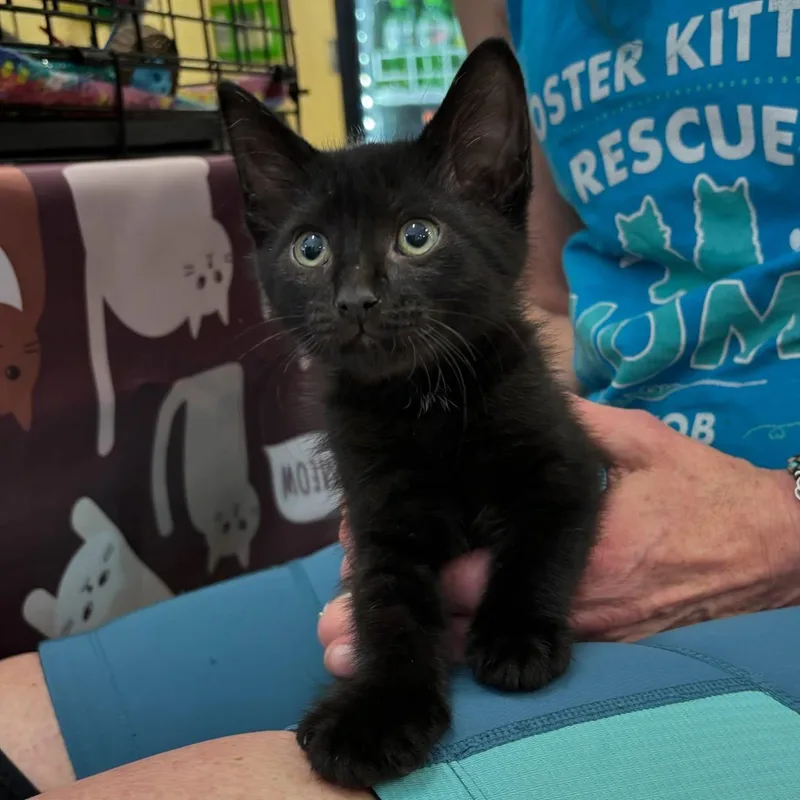 A baby medium-sized male Black Domestic Short Hair cat named Jerry for adoption in Omaha, NE