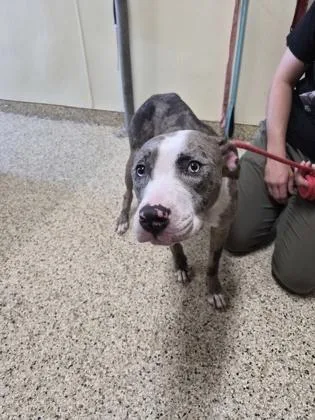 An adult large-sized female Mixed Breed dog named Diana Diamond for adoption in Clarks Summit, PA