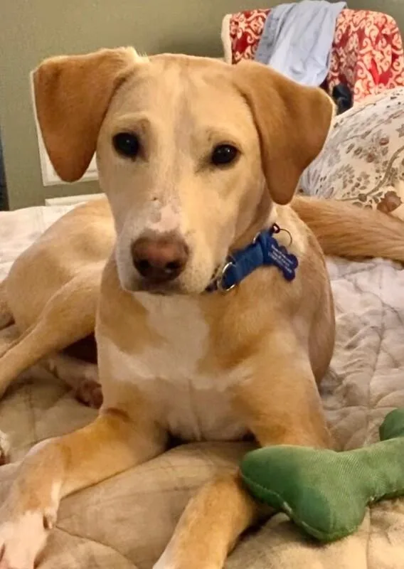 An adult medium-sized male Yellow / Tan / Blond / Fawn Labrador Retriever dog named Austin for adoption in Aiken, SC