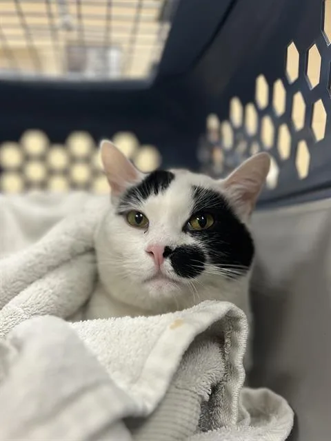 An adult small-sized male Domestic Short Hair cat named Road Block for adoption in Aliquippa, PA
