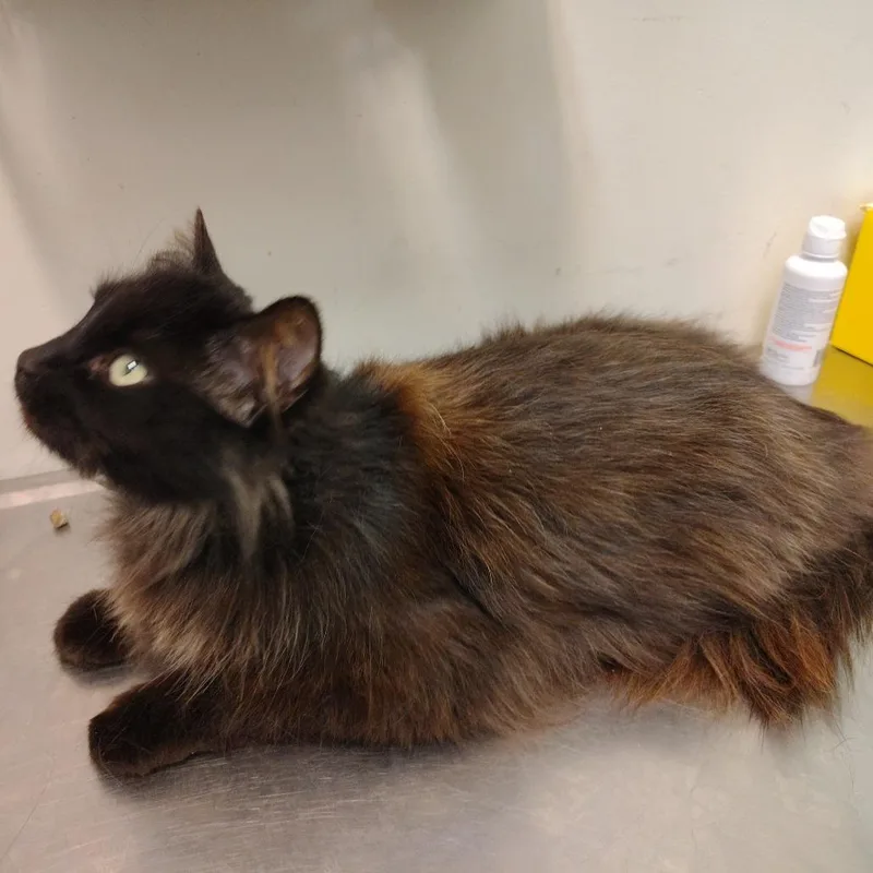 An adult medium-sized female Black Domestic Medium Hair cat named Harmony for adoption in Coos Bay, OR