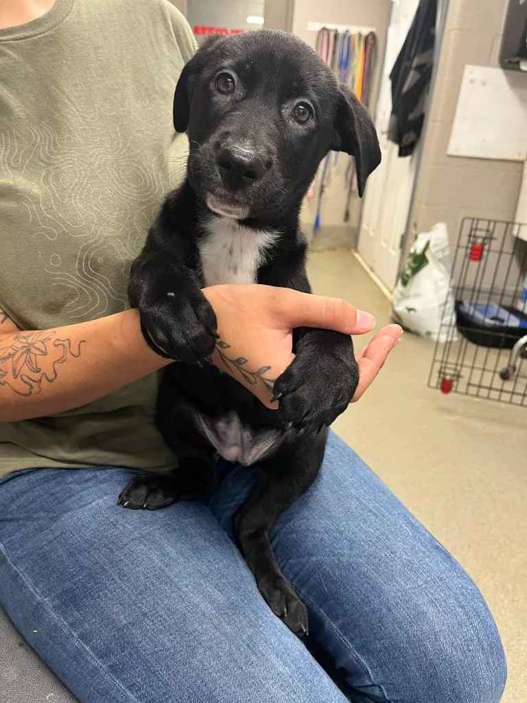 A baby medium-sized female Labrador Retriever dog named Hattie for adoption in Hopkinsville, KY