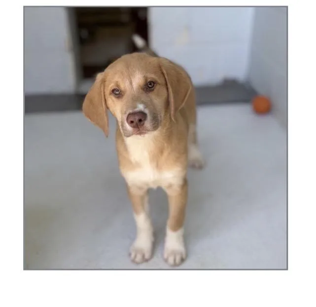 A young medium-sized male Golden Retriever dog named Tank for adoption in Winter, WI