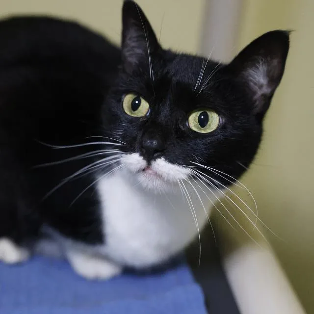 An adult small-sized female Domestic Short Hair cat named Tinker Bell for adoption in San Antonio, TX