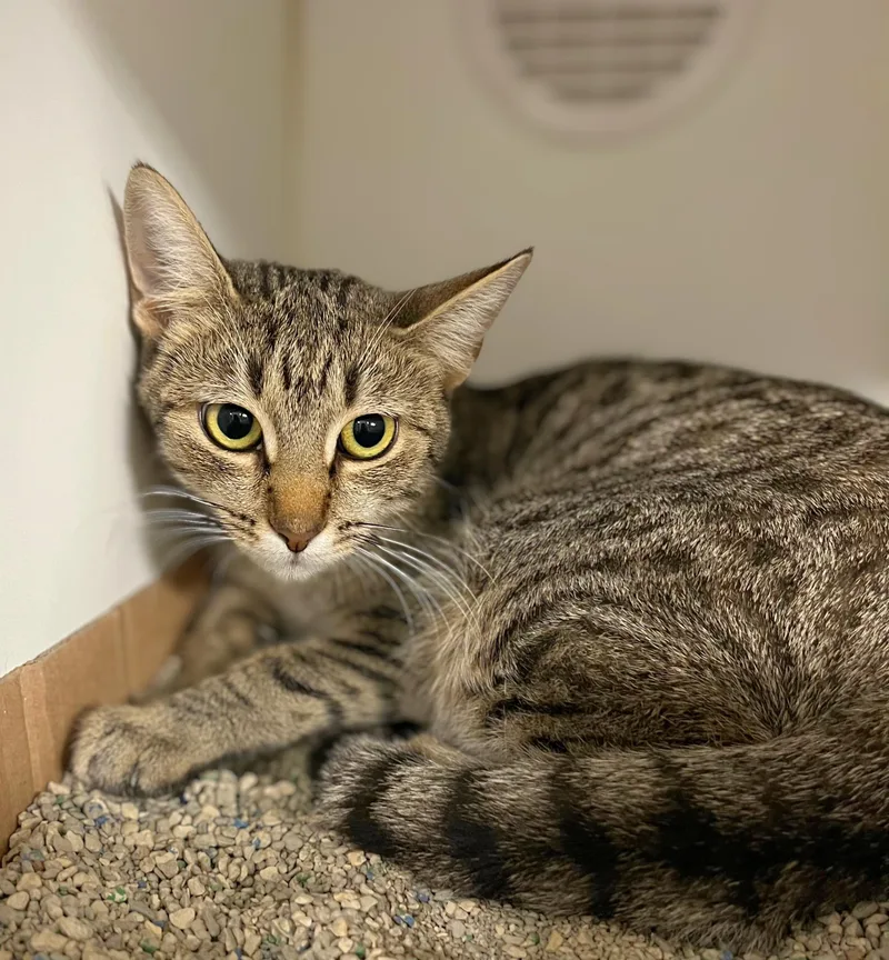 An adult medium-sized female Tabby (Brown / Chocolate) Domestic Short Hair cat named Trixie for adoption in Seville, OH