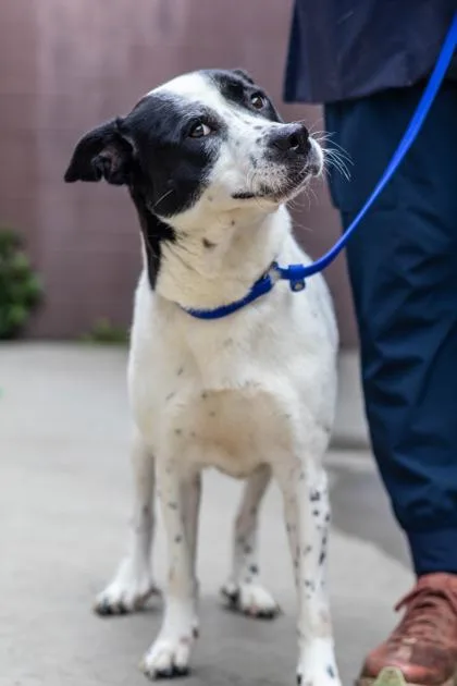 An adult large-sized female Mixed Breed dog named Alana for adoption in Chamblee, GA