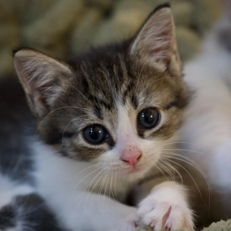 A baby small-sized female Black Domestic Short Hair cat named Minuet for adoption in Chapel Hill, NC
