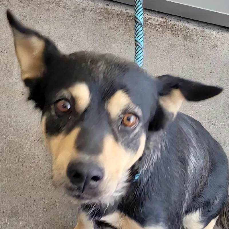 An adult medium-sized female Black Mixed Breed dog named Kira for adoption in Las Cruces, NM