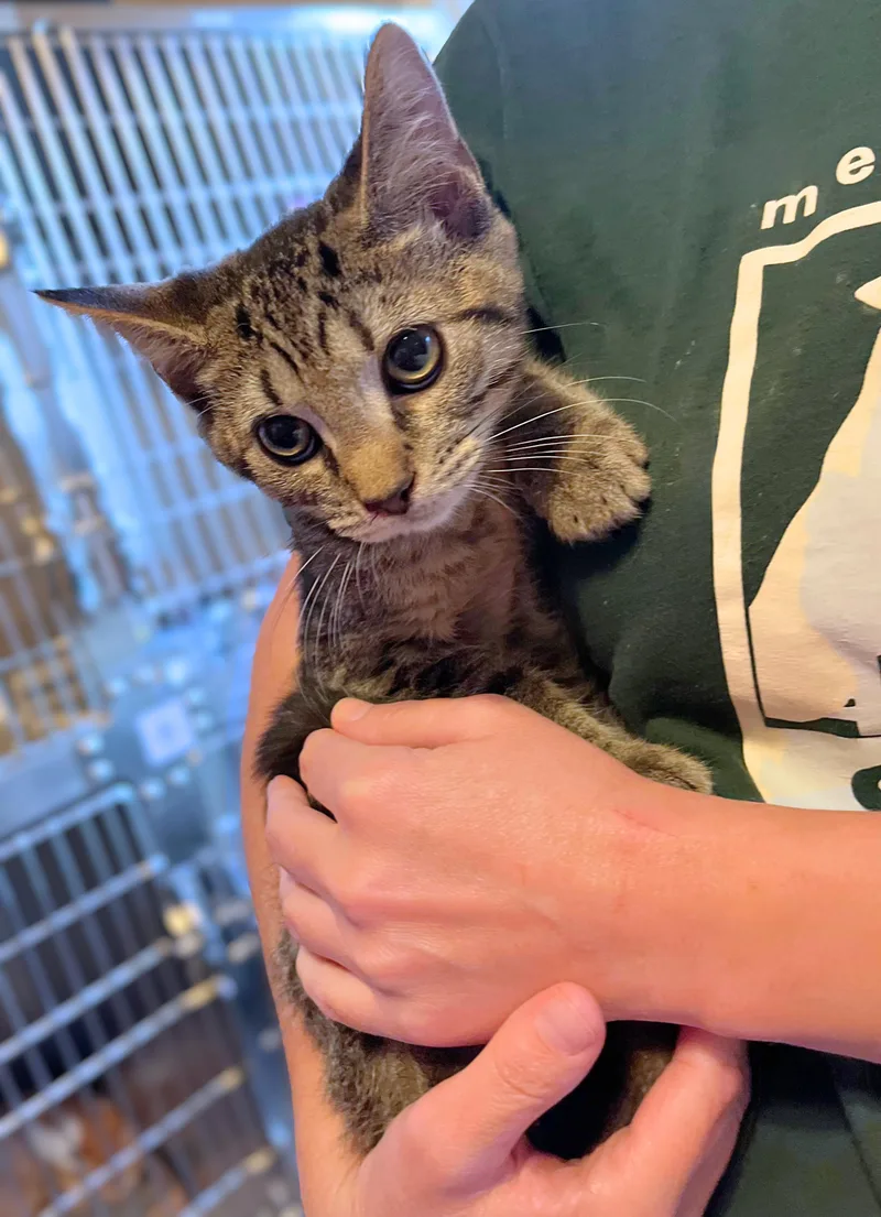 A baby medium-sized male Tabby (Brown / Chocolate) Domestic Short Hair cat named McIntosh for adoption in Seville, OH