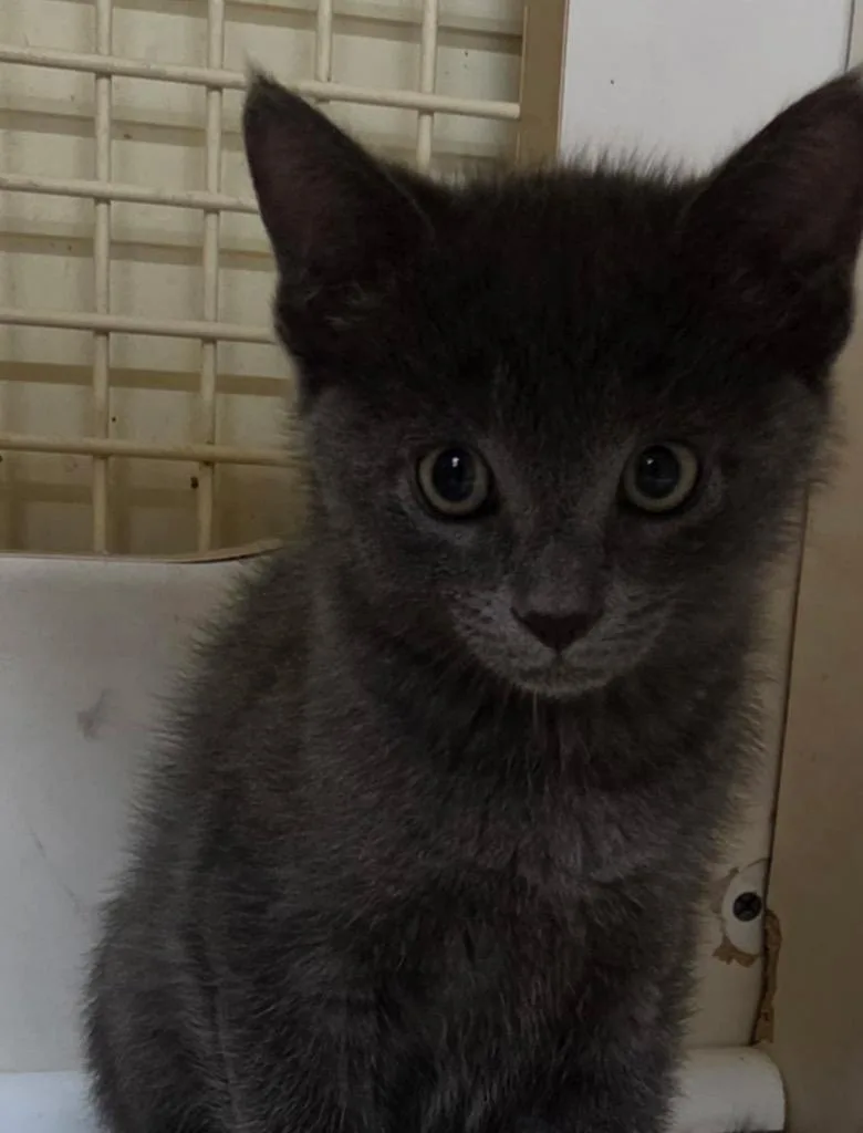 A baby medium-sized male Domestic Short Hair cat named Smokey for adoption in Tampa, FL