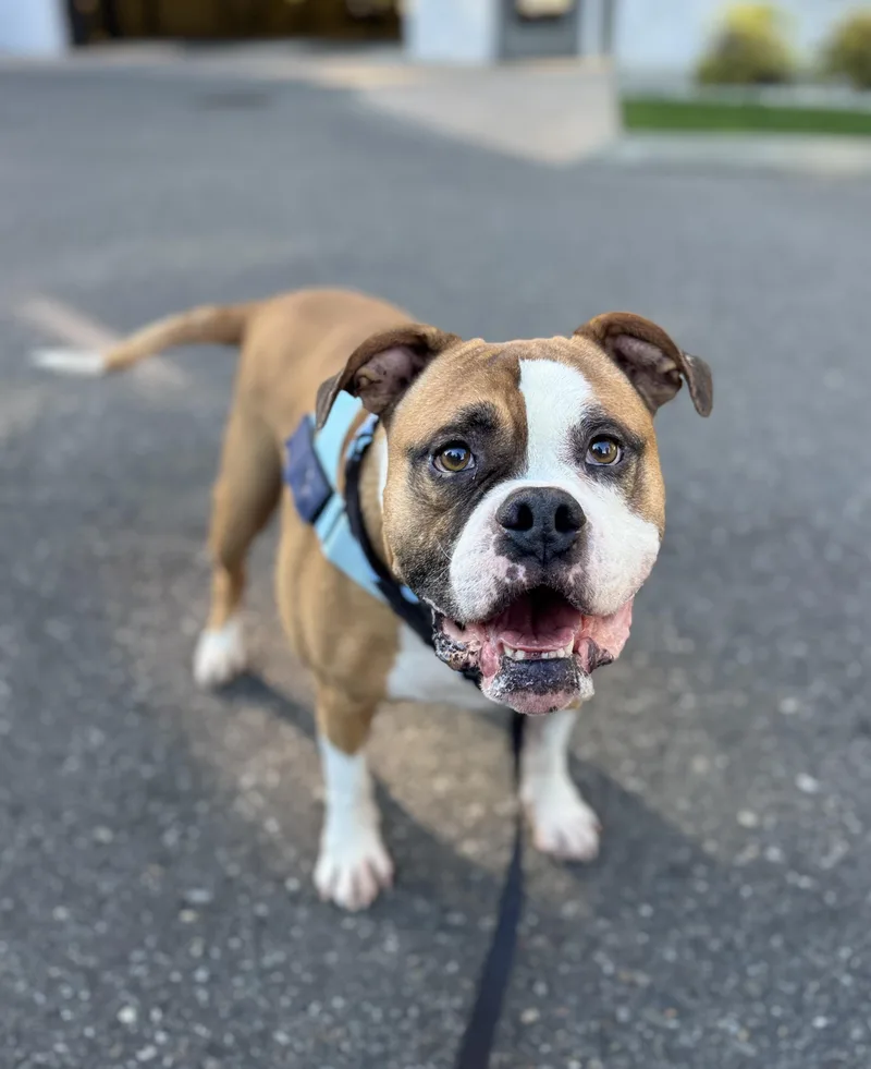 An adult large-sized male English Bulldog dog named Harley for adoption in lynnwood , WA