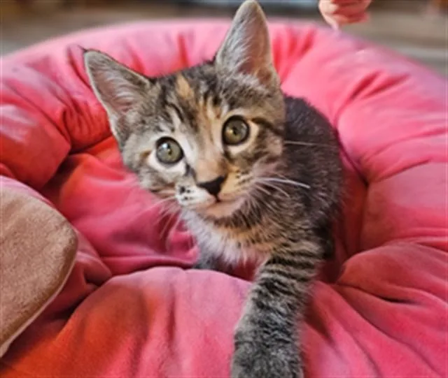 A baby small-sized female Domestic Short Hair cat named Toffee for adoption in Tustin, CA