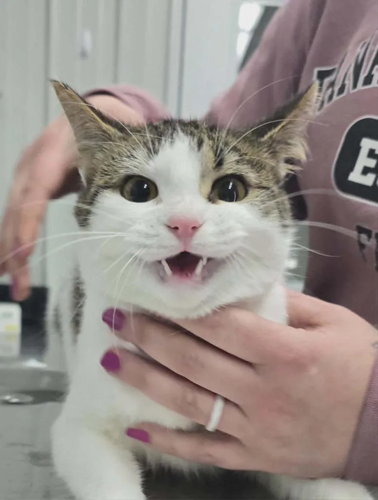 A baby small-sized male Domestic Short Hair cat named Yang for adoption in Hillsdale, IN