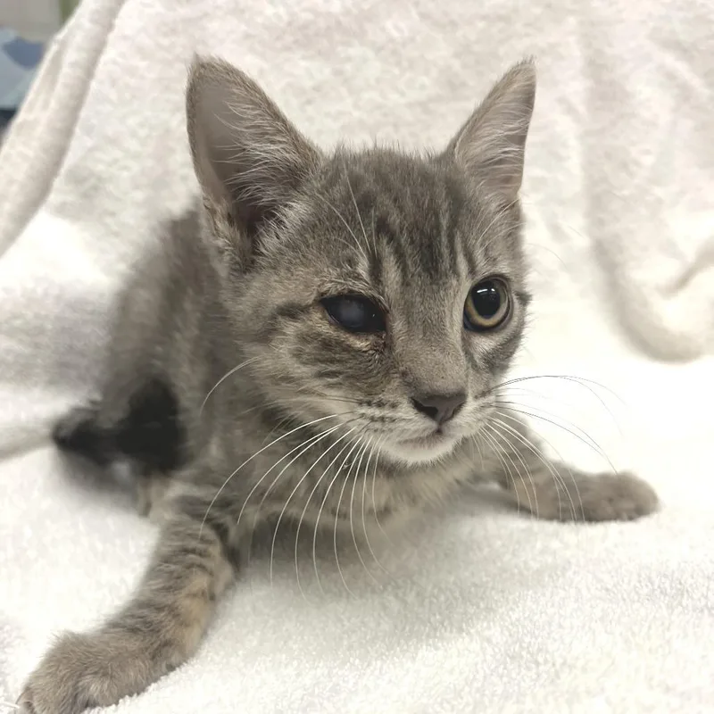 A baby medium-sized female Domestic Short Hair cat named Milli for adoption in Los Angeles, CA
