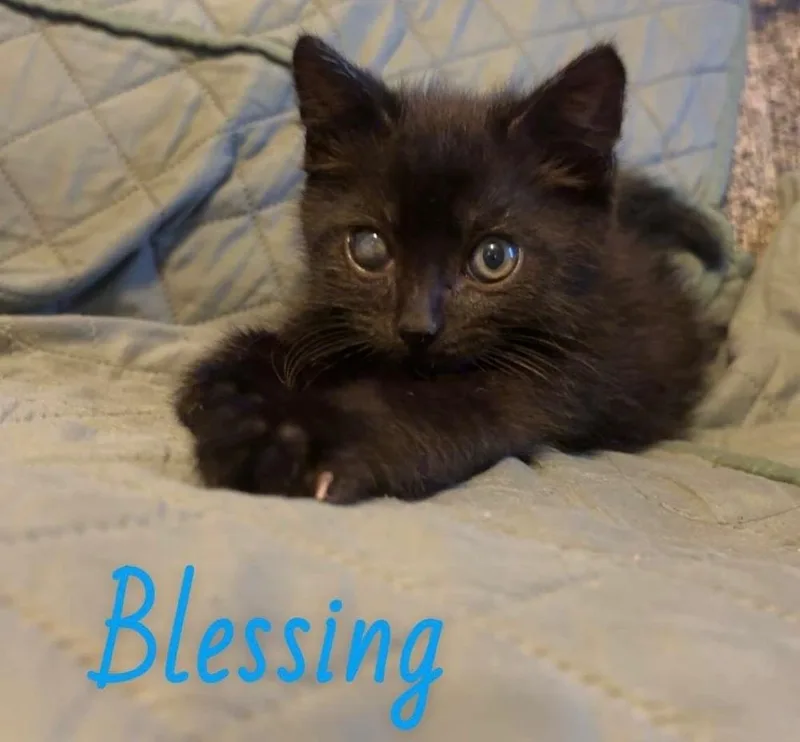 A baby small-sized male Black Domestic Medium Hair cat named Blessing for adoption in New Cumberland, WV