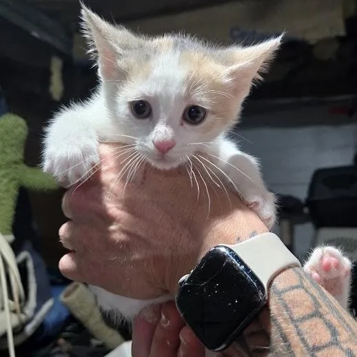A baby small-sized female Calico Domestic Short Hair cat named Marigold for adoption in Sioux Falls, SD