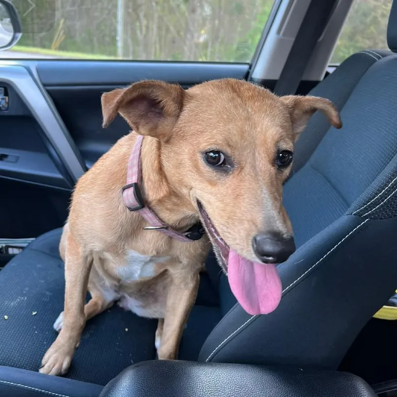 An adult medium-sized female Yellow / Tan / Blond / Fawn Mixed Breed dog named Rosetta for adoption in Monroeville, AL