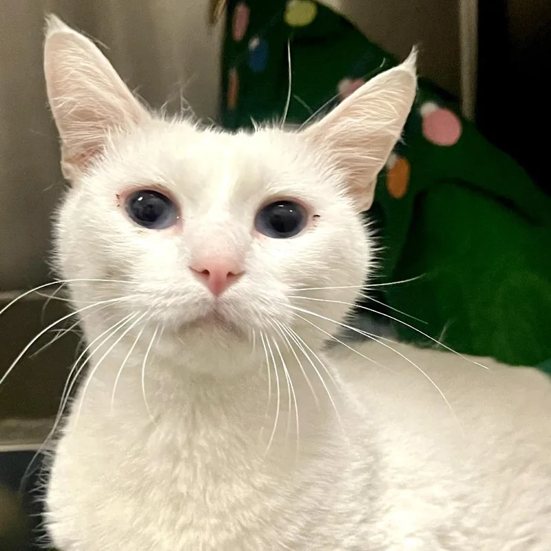A young small-sized female White Domestic Short Hair cat named Snow White for adoption in Long Beach, CA