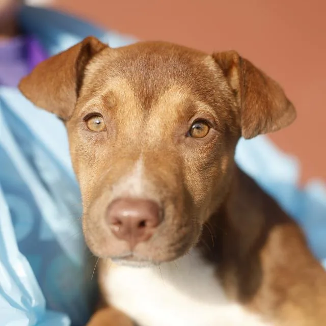 A baby medium-sized female American Staffordshire Terrier dog named Ruby for adoption in San Antonio, TX