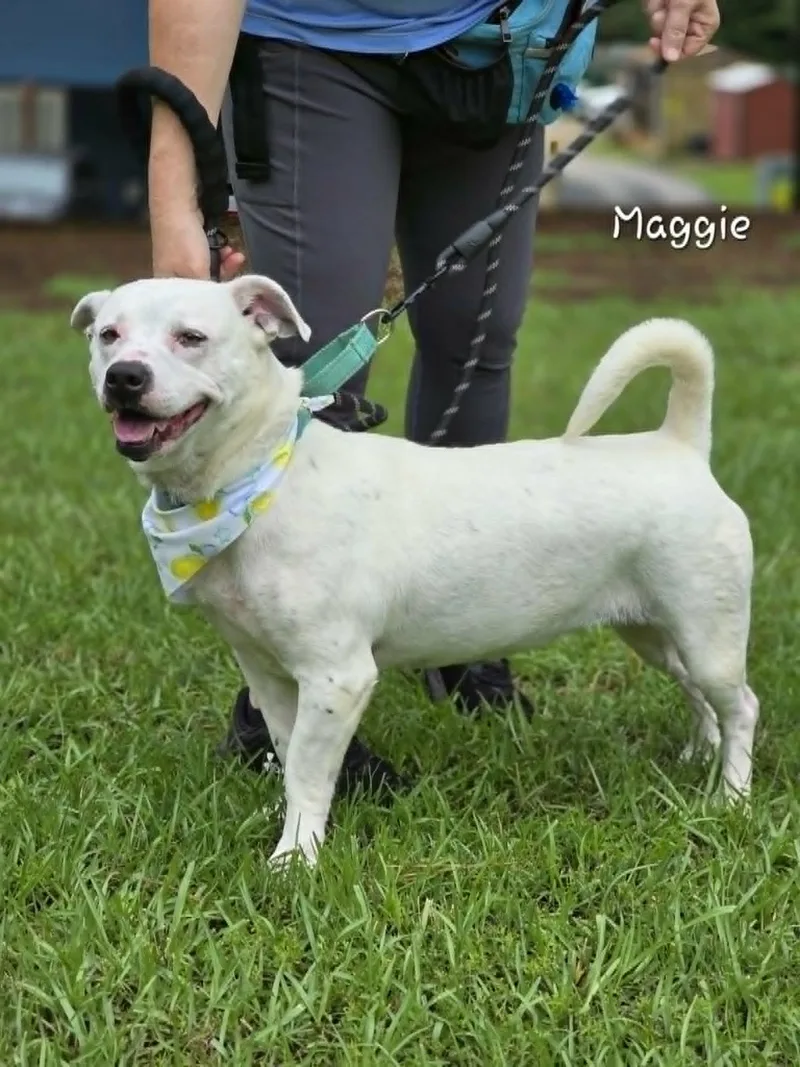 An adult medium-sized female White / Cream Mixed Breed dog named Maggie for adoption in Bishop, GA