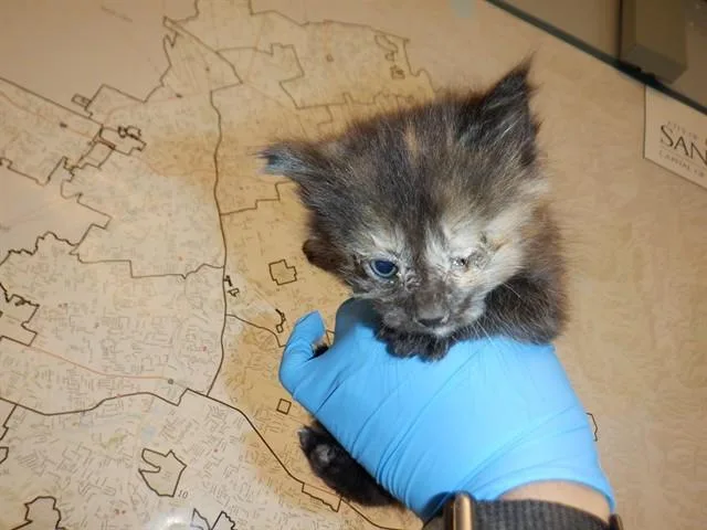 A baby small-sized female Domestic Long Hair cat named Muffy for adoption in San Jose, CA