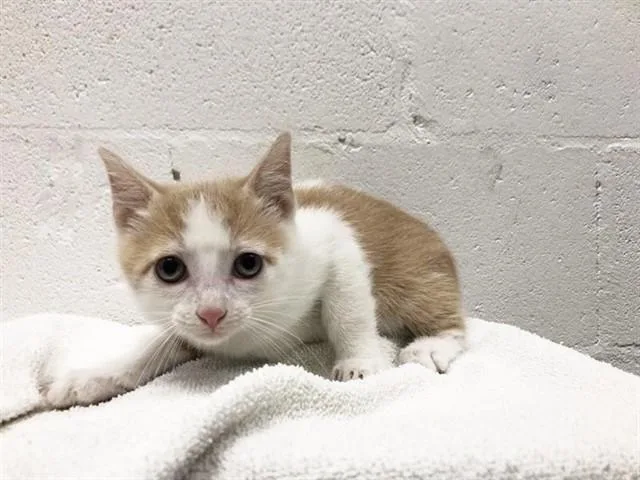A baby small-sized male Domestic Short Hair cat named Sarge for adoption in Saint Louis, MO