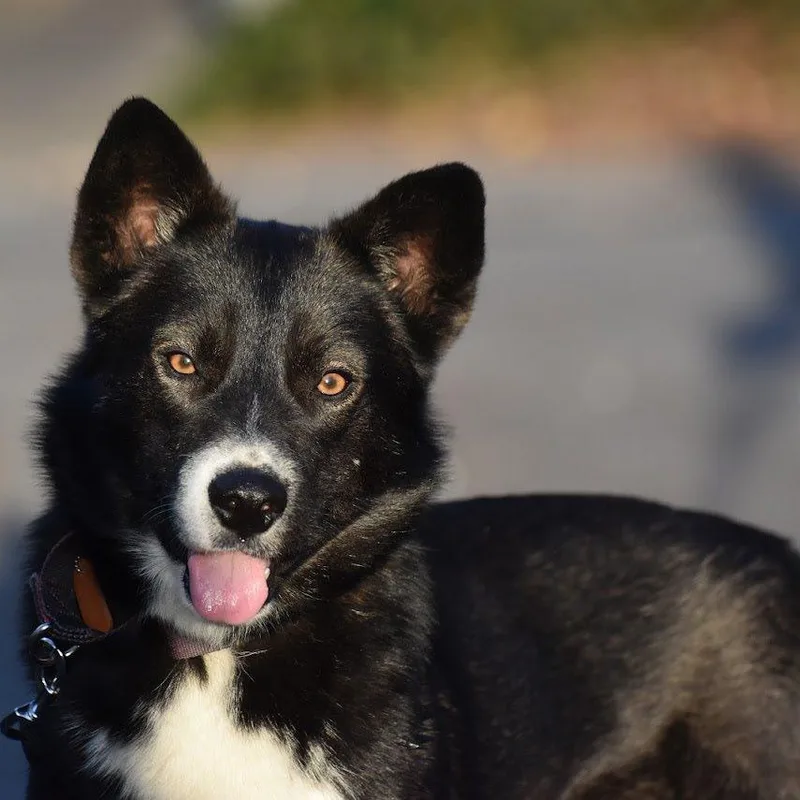 An adult medium-sized male Black Australian Shepherd dog named Felix for adoption in East Flat Rock, NC