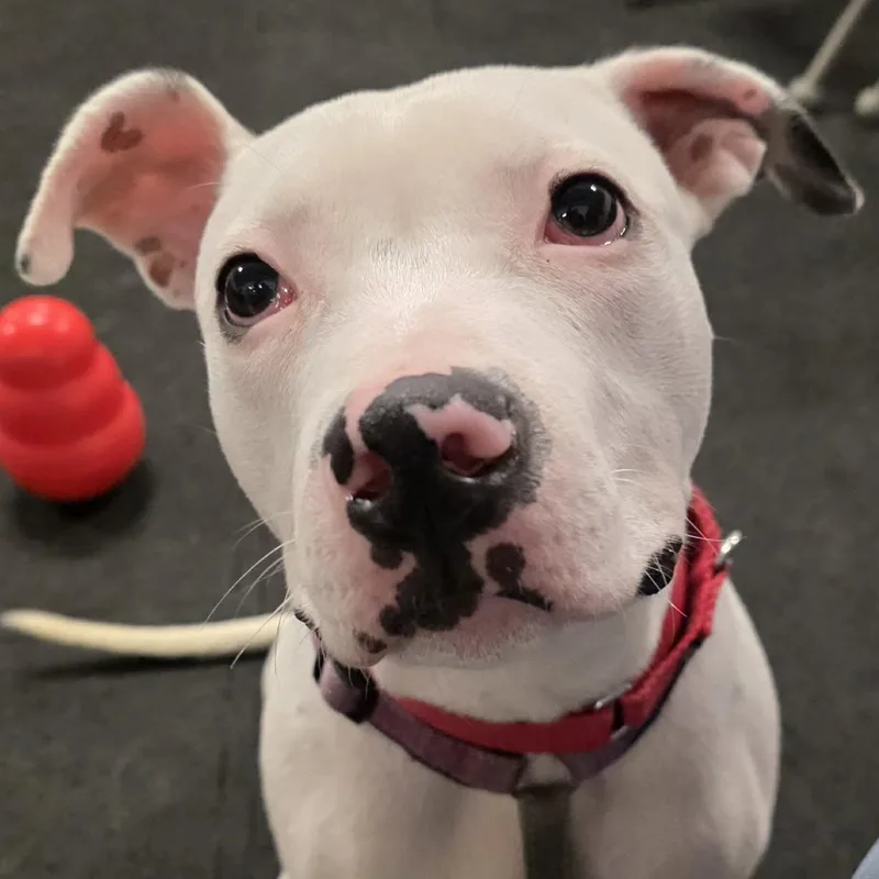 A baby medium-sized male Terrier dog named Wilt for adoption in North Syracuse, NY