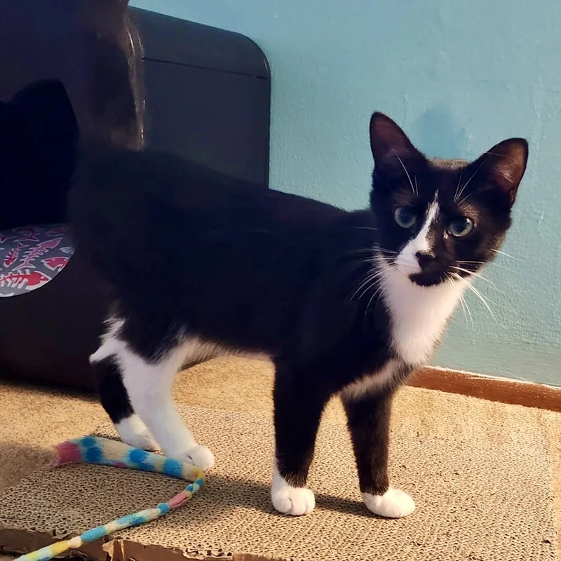 A baby small-sized female Domestic Short Hair cat named Batgirl for adoption in Fishers, IN