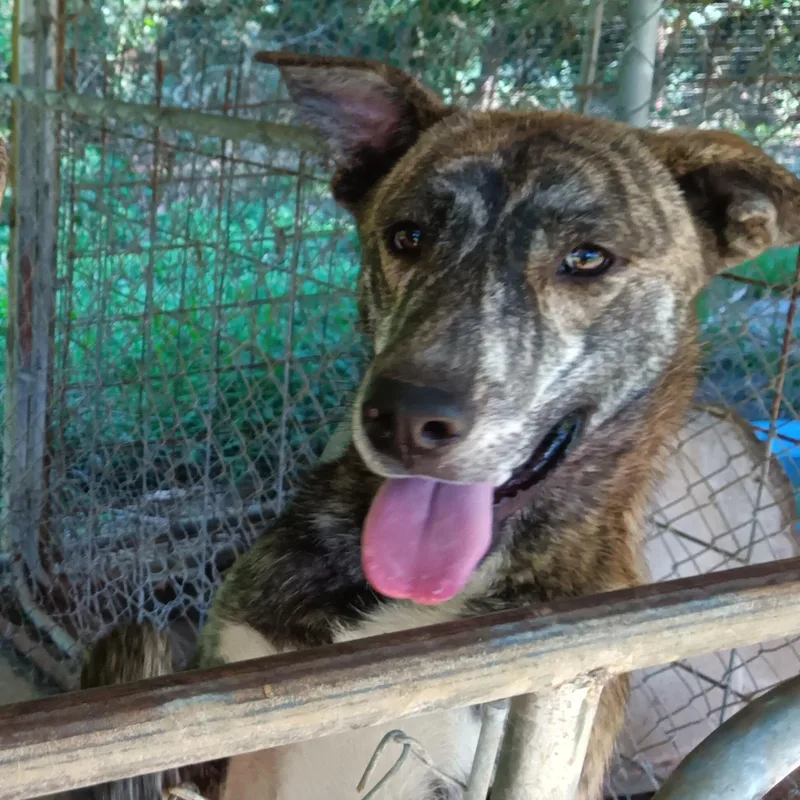 A young medium-sized male Brindle Mountain Cur dog named Ike for adoption in Greenfield, TN