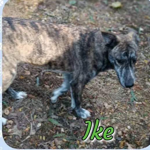 Ike thumbnail 2