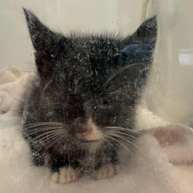 A baby small-sized male Black Domestic Short Hair cat named Wesley Wellington for adoption in Columbus, GA