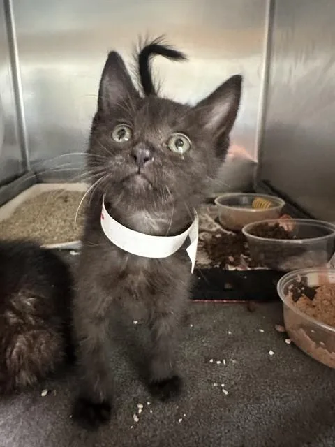 A baby small-sized female Domestic Short Hair cat named Diana for adoption in Riverside, CA
