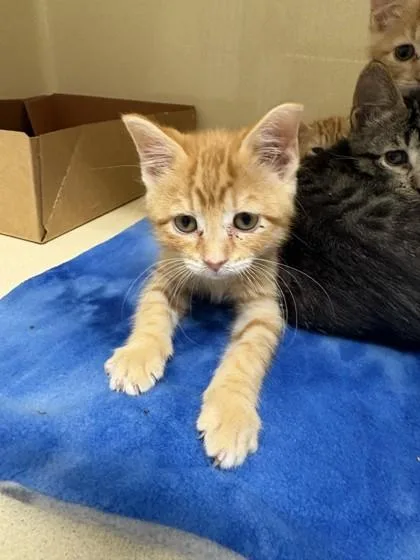 A baby small-sized male Domestic Short Hair cat named Doodle for adoption in Pequot Lakes, MN