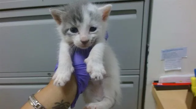 A baby small-sized male Domestic Short Hair cat named Franky for adoption in Miami, FL