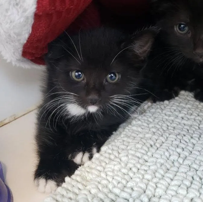 A baby small-sized male Black Domestic Short Hair cat named Kodiak for adoption in Oakland, CA