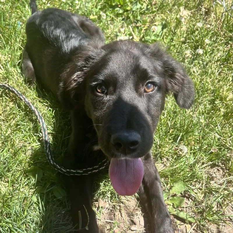 A baby small-sized male Black Mixed Breed dog named Poe for adoption in East Hanover, NJ