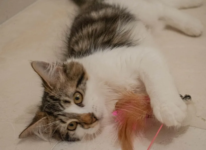 A baby medium-sized female Tabby (Buff / Tan / Fawn) Domestic Medium Hair cat named Sprinkles for adoption in Harrison, NY
