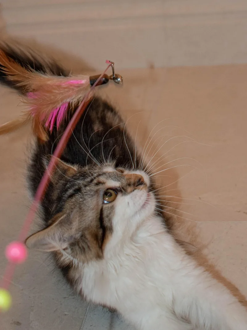 Sprinkles thumbnail 3