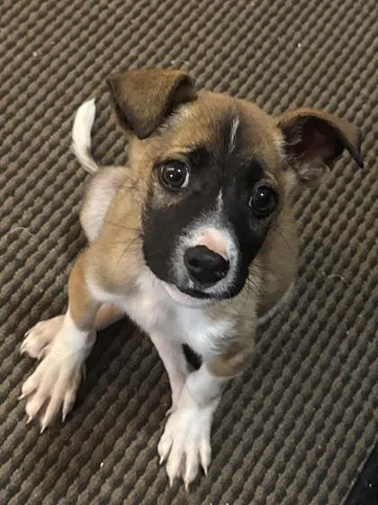 A baby small-sized male Hound dog named Bones for adoption in Knoxville, TN