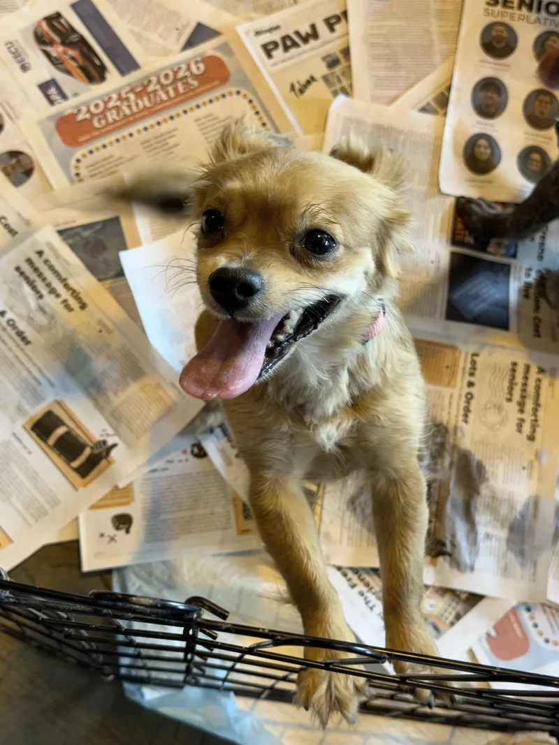A young small-sized female Bicolor Pomapoo dog named Roxie for adoption in Fresno, CA