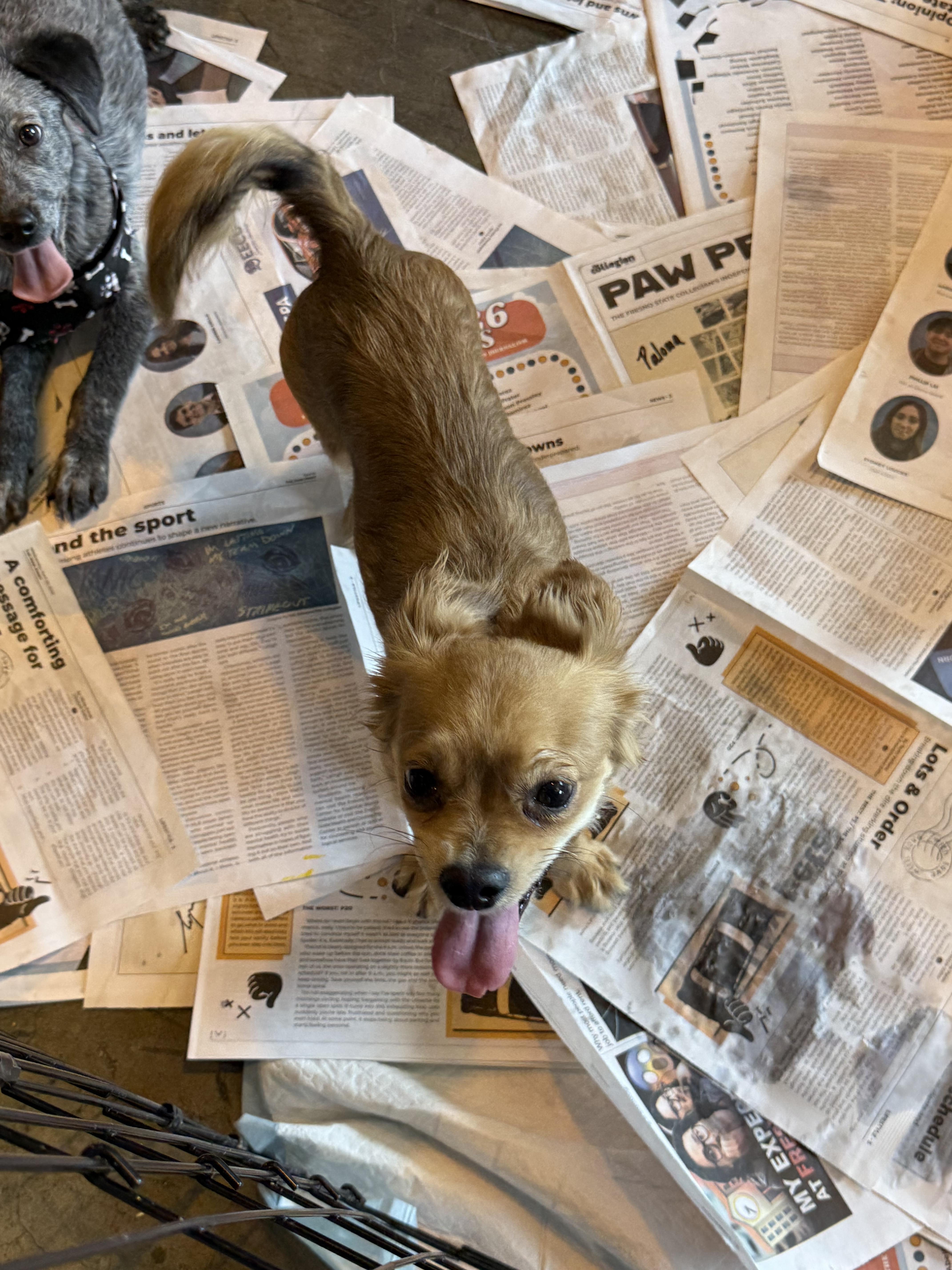 Roxie thumbnail 2