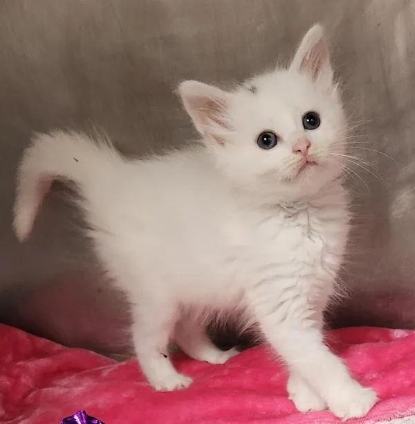 A baby small-sized female Domestic Medium Hair cat named Pearl for adoption in Canton, GA